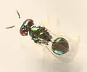 Derostenus freemani - Derostenus freemani