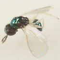 Derostenus freemani - photo 3