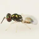 Derostenus freemani - photo 4
