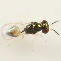 Derostenus freemani - photo 5