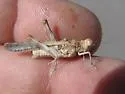 Derotmema delicatulum - photo 3