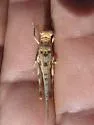 Derotmema delicatulum - photo 4