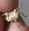 Derotmema delicatulum - photo 5