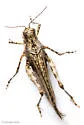 Derotmema haydeni - photo 5
