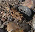 Derotmema laticinctum