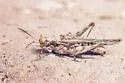 Derotmema laticinctum - photo 3