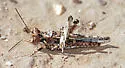 Derotmema laticinctum - photo 4