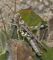 Saussure's Desert Grasshopper