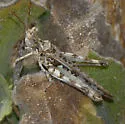 Saussure's Desert Grasshopper - photo 2
