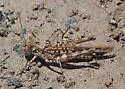 Saussure's Desert Grasshopper - photo 3