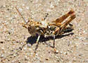 Saussure's Desert Grasshopper - photo 4