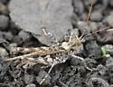 Saussure's Desert Grasshopper - photo 5
