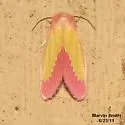Pink Star Moth - Hodges#11055 - Derrima stellata