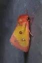 Pink Star Moth - Hodges#11055 - photo 2