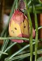 Pink Star Moth - Hodges#11055 - photo 4