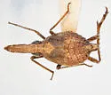 Deserta pinturensis - photo 2