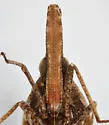Deserta pinturensis - photo 3