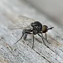 Desmatomyia anomala - Desmatomyia anomala
