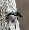 Desmatomyia anomala - photo 2