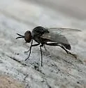 Desmatomyia anomala - photo 3