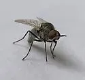Desmatomyia anomala - photo 4