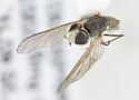 Desmatoneura argentifrons