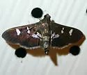 Desmia deploralis - Hodges#5166