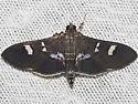 Desmia deploralis - Hodges#5166 - photo 2