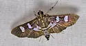Desmia deploralis - Hodges#5166 - photo 4
