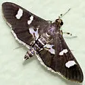 Desmia deploralis - Hodges#5166 - photo 5