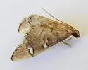 Desmia desmialis - Hodges#5168
