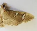 Desmia desmialis - Hodges#5168 - photo 2