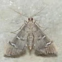 Desmia desmialis - Hodges#5168 - photo 4