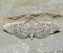 Desmia desmialis - Hodges#5168 - photo 5