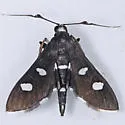 Grape Leafroller - Hodges#5160 - Desmia maculalis