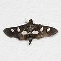 Grape Leafroller - Hodges#5160 - photo 2