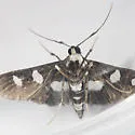 Grape Leafroller - Hodges#5160 - photo 3
