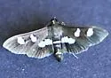 Grape Leafroller - Hodges#5160 - photo 4