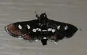 Grape Leafroller - Hodges#5160 - photo 5