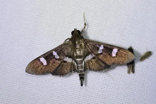 Desmia ploralis - Hodges#5167