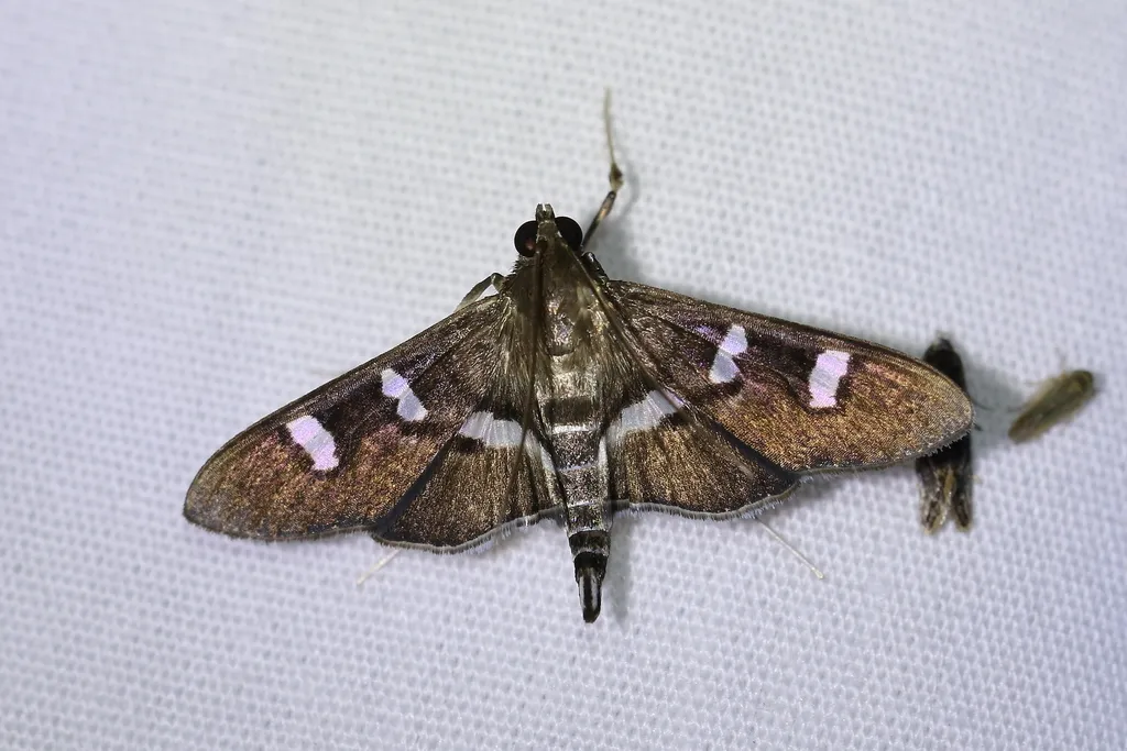 Desmia ploralis - Hodges#5167 - photo 2