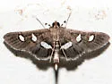 Desmia subdivisalis - Hodges#5161