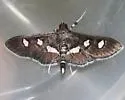 Desmia subdivisalis - Hodges#5161 - photo 3