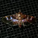 Desmia ufeus - Hodges#5162 - Desmia ufeus