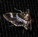 Desmia ufeus - Hodges#5162 - photo 3