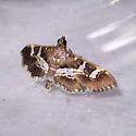 Desmia ufeus - Hodges#5162 - photo 4