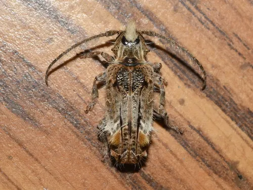 Desmiphora hirticollis - Desmiphora hirticollis