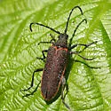 Desmocerus aureipennis