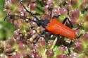 Desmocerus aureipennis - photo 2
