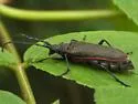 Desmocerus aureipennis - photo 3